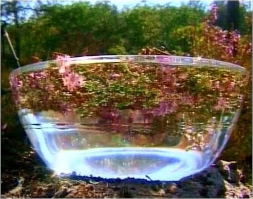 Fleur dans un saladier